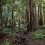 Save the Redwoods League has secured an opportunity to purchase a conservation easement on the 3,862-acre Weger Ranch. The League must raise $1 million in private philanthropy in order to complete the purchase of the $14 million conservation easement and protect the ranch in perpetuity. Photo by Max Forster (@maxforsterphotography) for Save the Redwoods League.