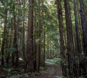 Save the Redwoods League has secured an opportunity to purchase a conservation easement on the 3,862-acre Weger Ranch. The League must raise $1 million in private philanthropy in order to complete the purchase of the $14 million conservation easement and protect the ranch in perpetuity. Photo by Max Forster (@maxforsterphotography) for Save the Redwoods League.