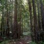 Save the Redwoods League has secured an opportunity to purchase a conservation easement on the 3,862-acre Weger Ranch. The League must raise $1 million in private philanthropy in order to complete the purchase of the $14 million conservation easement and protect the ranch in perpetuity. Photo by Max Forster (@maxforsterphotography) for Save the Redwoods League.