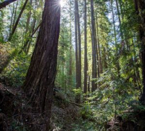 Weger Ranch contains a mix of coast redwood and Douglas-fir forest, with nearly 400 old-growth trees scattered throughout the property.  Photo by Max Forster (@maxforsterphotography) for Save the Redwoods League.