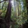 Weger Ranch contains a mix of coast redwood and Douglas-fir forest, with nearly 400 old-growth trees scattered throughout the property.  Photo by Max Forster (@maxforsterphotography) for Save the Redwoods League.