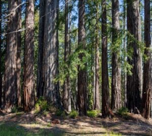 coast redwoods