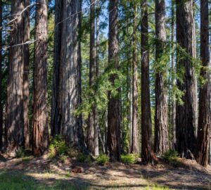 Weger Ranch contains a mix of coast redwood and Douglas-fir forest, with nearly 400 old-growth trees scattered throughout the property.  Photo by Max Forster (@maxforsterphotography) for Save the Redwoods League.