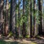 Weger Ranch contains a mix of coast redwood and Douglas-fir forest, with nearly 400 old-growth trees scattered throughout the property.  Photo by Max Forster (@maxforsterphotography) for Save the Redwoods League.