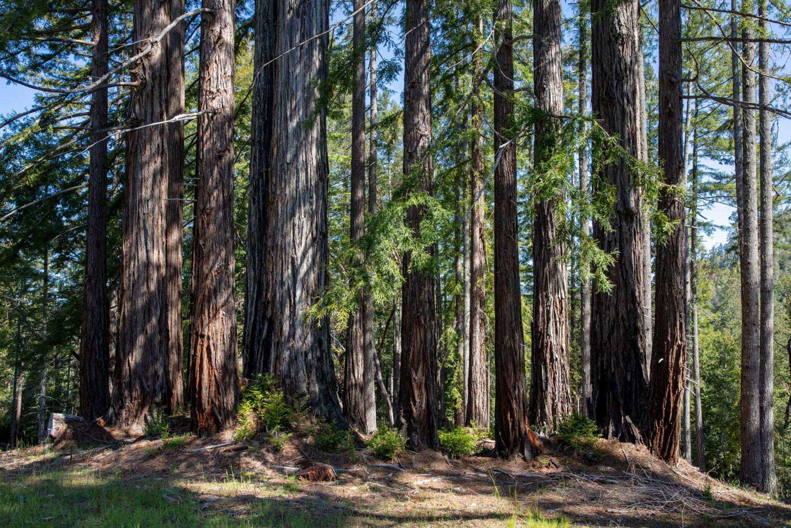 redwood stands