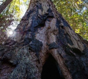 Weger Ranch contains a mix of coast redwood and Douglas-fir forest, with nearly 400 old-growth trees scattered throughout the property.  Photo by Max Forster (@maxforsterphotography) for Save the Redwoods League.