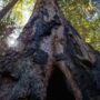 Weger Ranch contains a mix of coast redwood and Douglas-fir forest, with nearly 400 old-growth trees scattered throughout the property.  Photo by Max Forster (@maxforsterphotography) for Save the Redwoods League.