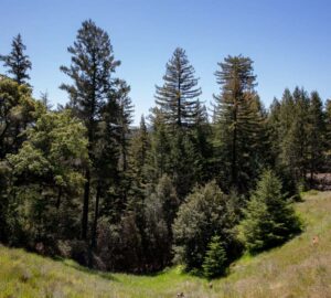 Save the Redwoods League has secured an opportunity to purchase a conservation easement on the 3,862-acre Weger Ranch. Photo by Max Forster (@maxforsterphotography) for Save the Redwoods League.