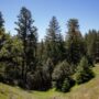 Save the Redwoods League has secured an opportunity to purchase a conservation easement on the 3,862-acre Weger Ranch. Photo by Max Forster (@maxforsterphotography) for Save the Redwoods League.