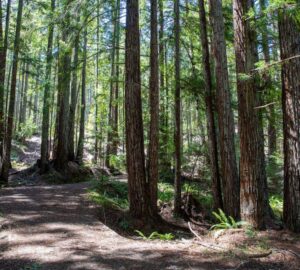 Save the Redwoods League has secured an opportunity to purchase a conservation easement on the 3,862-acre Weger Ranch. The League must raise $1 million in private philanthropy in order to complete the purchase of the $14 million conservation easement and protect the ranch in perpetuity. Photo by Max Forster (@maxforsterphotography) for Save the Redwoods League.