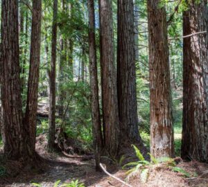 Weger Ranch contains a mix of coast redwood and Douglas-fir forest, with nearly 400 old-growth trees scattered throughout the property.  Photo by Max Forster (@maxforsterphotography) for Save the Redwoods League.