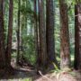 Weger Ranch contains a mix of coast redwood and Douglas-fir forest, with nearly 400 old-growth trees scattered throughout the property.  Photo by Max Forster (@maxforsterphotography) for Save the Redwoods League.