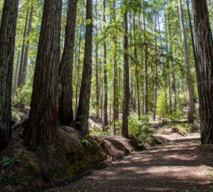 Weger Ranch contains a mix of coast redwood and Douglas-fir forest, with nearly 400 old-growth trees scattered throughout the property.  Photo by Max Forster (@maxforsterphotography) for Save the Redwoods League.