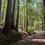 Weger Ranch contains a mix of coast redwood and Douglas-fir forest, with nearly 400 old-growth trees scattered throughout the property.  Photo by Max Forster (@maxforsterphotography) for Save the Redwoods League.