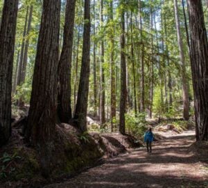 woman walking along dirt road through redwoods forest on Weger Ranch
