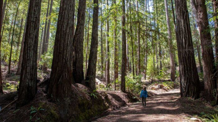 Montgomery Woods Park Project