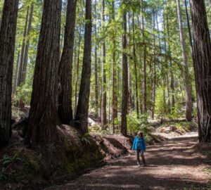 League secures chance to protect 3,862-acre Weger Ranch in Mendocino County