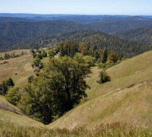 Save the Redwoods League has secured an opportunity to purchase a conservation easement on the 3,862-acre Weger Ranch. Weger Ranch shares a 1.25-mile border with Montgomery Woods State Natural Reserve. Photo by Max Forster (@maxforsterphotography) for Save the Redwoods League.