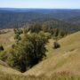 Save the Redwoods League has secured an opportunity to purchase a conservation easement on the 3,862-acre Weger Ranch. Weger Ranch shares a 1.25-mile border with Montgomery Woods State Natural Reserve. Photo by Max Forster (@maxforsterphotography) for Save the Redwoods League.