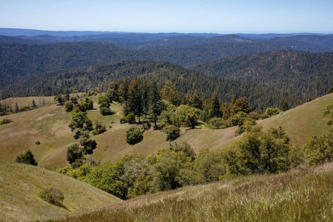 landscape aerial of redwoods forest