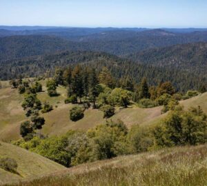 Save the Redwoods League has secured an opportunity to purchase a conservation easement on the 3,862-acre Weger Ranch. Weger Ranch shares a 1.25-mile border with Montgomery Woods State Natural Reserve. Photo by Max Forster (@maxforsterphotography) for Save the Redwoods League.