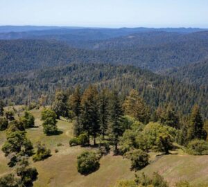 Save the Redwoods League has secured an opportunity to purchase a conservation easement on the 3,862-acre Weger Ranch. Weger Ranch shares a 1.25-mile border with Montgomery Woods State Natural Reserve. Photo by Max Forster (@maxforsterphotography) for Save the Redwoods League.