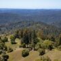 Save the Redwoods League has secured an opportunity to purchase a conservation easement on the 3,862-acre Weger Ranch. Weger Ranch shares a 1.25-mile border with Montgomery Woods State Natural Reserve. Photo by Max Forster (@maxforsterphotography) for Save the Redwoods League.