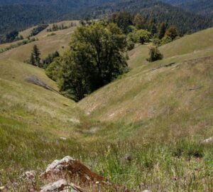 Weger Ranch shares a 1.25-mile border with Montgomery Woods State Natural Reserve. Photo by Max Forster (@maxforsterphotography) for Save the Redwoods League.