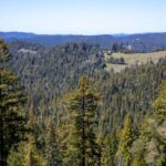 stunning view overlooking coast redwoods canopy from Weger Ranch