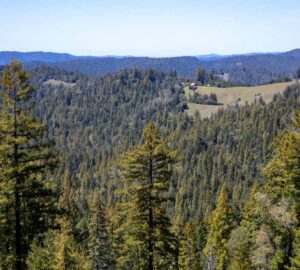 stunning view overlooking coast redwoods canopy from Weger Ranch