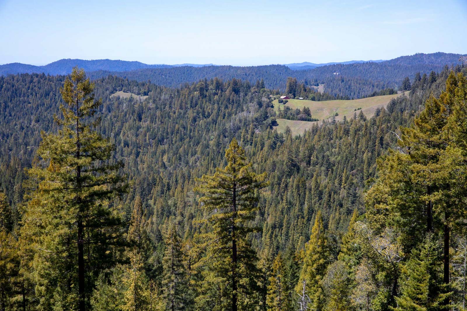 Montgomery Woods forested mountain vista