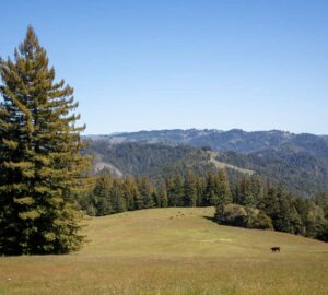 Save the Redwoods League has secured an opportunity to purchase a conservation easement on the 3,862-acre Weger Ranch. Weger Ranch shares a 1.25-mile border with Montgomery Woods State Natural Reserve. Photo by Max Forster (@maxforsterphotography) for Save the Redwoods League.