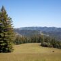 Save the Redwoods League has secured an opportunity to purchase a conservation easement on the 3,862-acre Weger Ranch. Weger Ranch shares a 1.25-mile border with Montgomery Woods State Natural Reserve. Photo by Max Forster (@maxforsterphotography) for Save the Redwoods League.