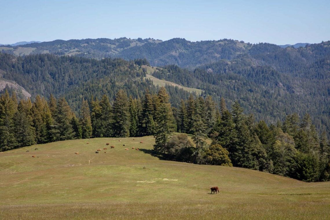 cows grazing in a meadow at the edge of redwood forest