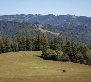 Save the Redwoods League has secured an opportunity to purchase a conservation easement on the 3,862-acre Weger Ranch. Weger Ranch shares a 1.25-mile border with Montgomery Woods State Natural Reserve. Photo by Max Forster (@maxforsterphotography) for Save the Redwoods League.