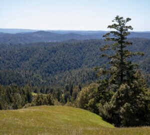 Save the Redwoods League has secured an opportunity to purchase a conservation easement on the 3,862-acre Weger Ranch. Weger Ranch shares a 1.25-mile border with Montgomery Woods State Natural Reserve. Photo by Max Forster (@maxforsterphotography) for Save the Redwoods League.