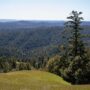 Save the Redwoods League has secured an opportunity to purchase a conservation easement on the 3,862-acre Weger Ranch. Weger Ranch shares a 1.25-mile border with Montgomery Woods State Natural Reserve. Photo by Max Forster (@maxforsterphotography) for Save the Redwoods League.