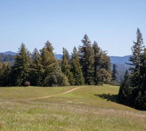 Save the Redwoods League has secured an opportunity to purchase a conservation easement on the 3,862-acre Weger Ranch. Weger Ranch shares a 1.25-mile border with Montgomery Woods State Natural Reserve. Photo by Max Forster (@maxforsterphotography) for Save the Redwoods League.