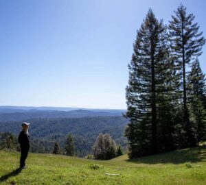 Weger Ranch contains a mix of coast redwood and Douglas-fir forest, with nearly 400 old-growth trees scattered throughout the property.  Photo by Max Forster (@maxforsterphotography) for Save the Redwoods League.