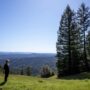 Weger Ranch contains a mix of coast redwood and Douglas-fir forest, with nearly 400 old-growth trees scattered throughout the property.  Photo by Max Forster (@maxforsterphotography) for Save the Redwoods League.