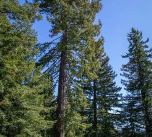 Weger Ranch contains a mix of coast redwood and Douglas-fir forest, with nearly 400 old-growth trees scattered throughout the property.  Photo by Max Forster (@maxforsterphotography) for Save the Redwoods League.