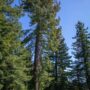 Weger Ranch contains a mix of coast redwood and Douglas-fir forest, with nearly 400 old-growth trees scattered throughout the property.  Photo by Max Forster (@maxforsterphotography) for Save the Redwoods League.