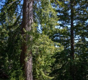 Weger Ranch contains a mix of coast redwood and Douglas-fir forest, with nearly 400 old-growth trees scattered throughout the property.  Photo by Max Forster (@maxforsterphotography) for Save the Redwoods League.