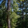 Weger Ranch contains a mix of coast redwood and Douglas-fir forest, with nearly 400 old-growth trees scattered throughout the property.  Photo by Max Forster (@maxforsterphotography) for Save the Redwoods League.