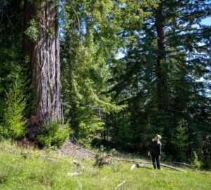 Weger Ranch contains a mix of coast redwood and Douglas-fir forest, with nearly 400 old-growth trees scattered throughout the property.  Photo by Max Forster (@maxforsterphotography) for Save the Redwoods League.