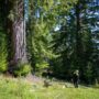 Weger Ranch contains a mix of coast redwood and Douglas-fir forest, with nearly 400 old-growth trees scattered throughout the property.  Photo by Max Forster (@maxforsterphotography) for Save the Redwoods League.