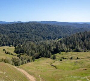 Save the Redwoods League has secured an opportunity to purchase a conservation easement on the 3,862-acre Weger Ranch. Weger Ranch shares a 1.25-mile border with Montgomery Woods State Natural Reserve. Photo by Max Forster (@maxforsterphotography) for Save the Redwoods League.