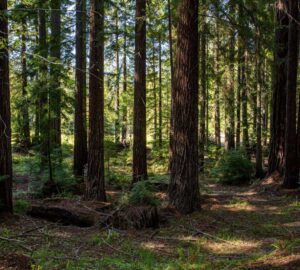 Weger Ranch contains a mix of coast redwood and Douglas-fir forest, with nearly 400 old-growth trees scattered throughout the property.  Photo by Max Forster (@maxforsterphotography) for Save the Redwoods League.