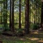 Weger Ranch contains a mix of coast redwood and Douglas-fir forest, with nearly 400 old-growth trees scattered throughout the property.  Photo by Max Forster (@maxforsterphotography) for Save the Redwoods League.