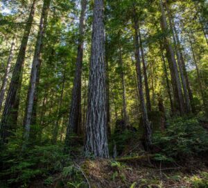 Weger Ranch contains a mix of coast redwood and Douglas-fir forest, with nearly 400 old-growth trees scattered throughout the property.  Photo by Max Forster (@maxforsterphotography) for Save the Redwoods League.